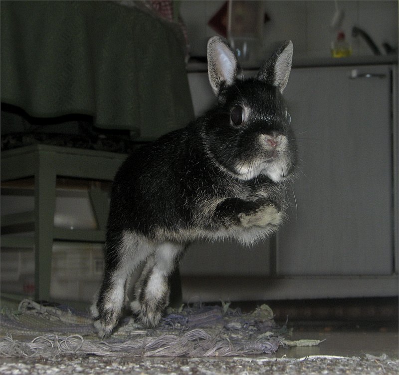 photo "'In the air'" tags: nature, pets/farm animals