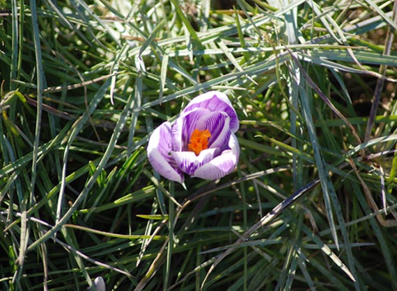 photo "***" tags: nature, flowers