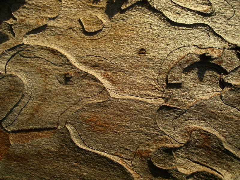 photo "Patterns in Pine Bark" tags: macro and close-up, nature, flowers
