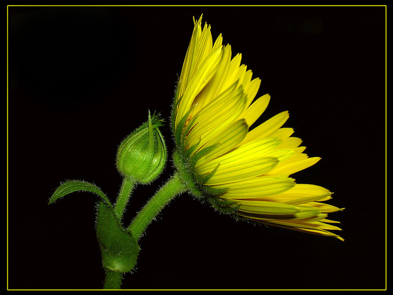 photo "***" tags: nature, macro and close-up, flowers