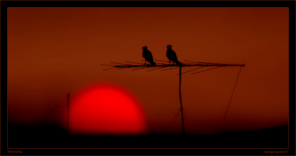 photo "friendship" tags: landscape, nature, sunset, wild animals