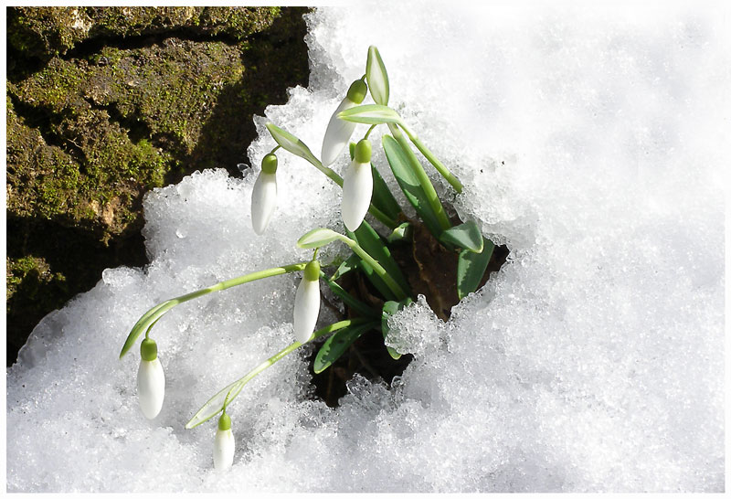 photo "The Spring !" tags: nature, landscape, flowers, spring