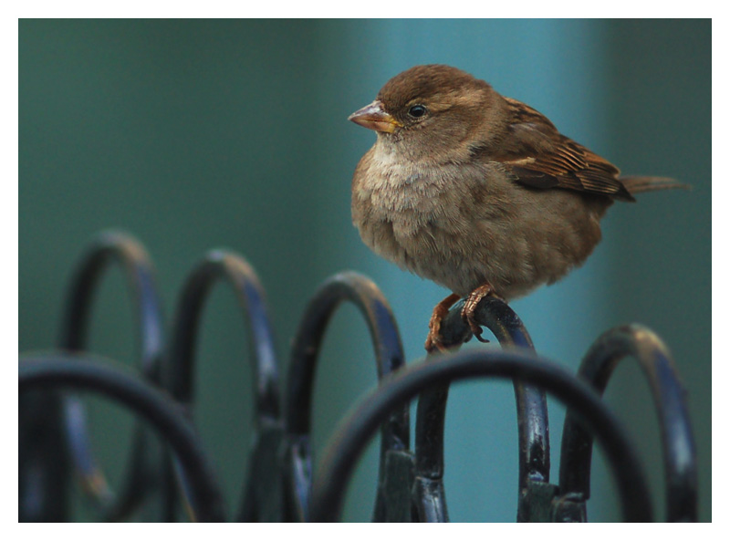 фото "Bird of the city" метки: природа, домашние животные