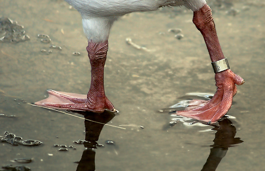 photo "The red legs" tags: nature, humor, wild animals