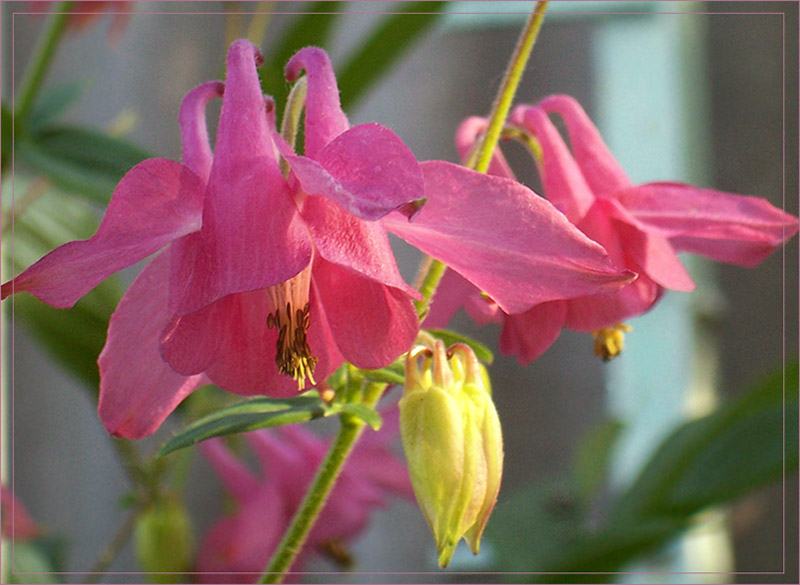 photo "***" tags: nature, flowers