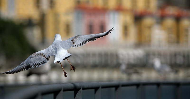 photo "Freedom" tags: nature, 