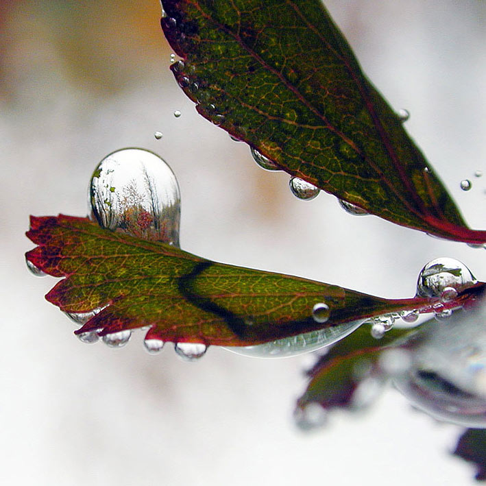 photo "***" tags: macro and close-up, nature, flowers