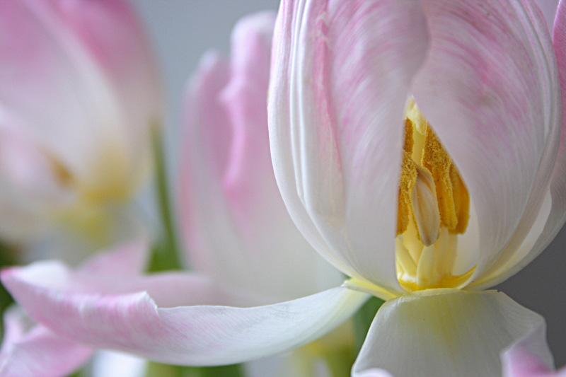 photo "The Pink Tulips" tags: nature, flowers