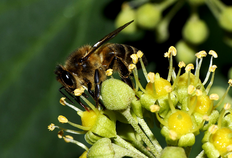 фото "Apis Melifera" метки: макро и крупный план, 