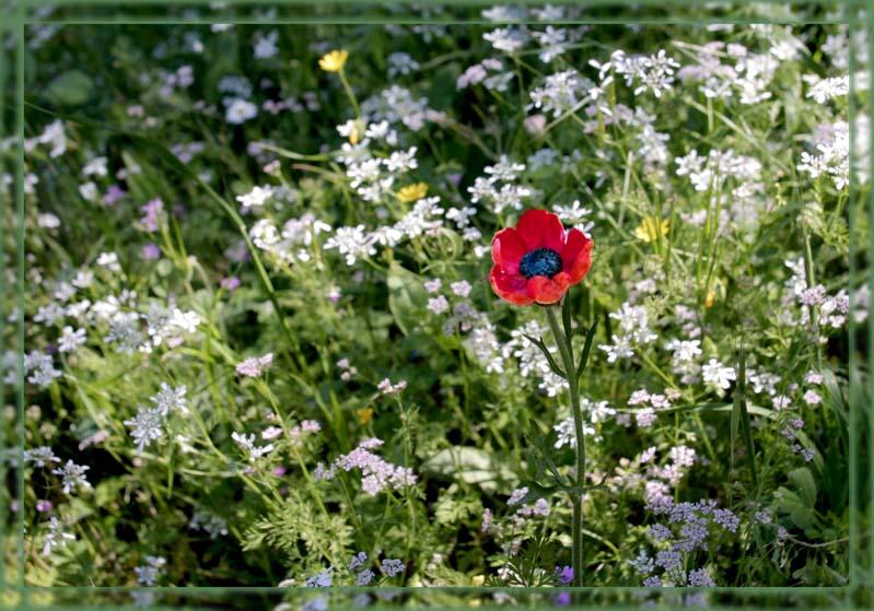 photo "***" tags: landscape, nature, spring