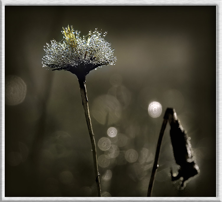 photo "Water drops..." tags: macro and close-up, nature, flowers