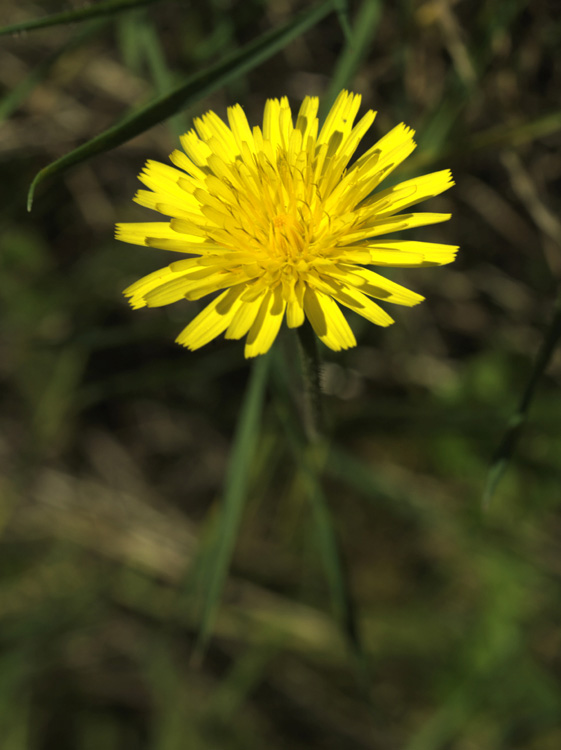 photo "It wants me well ....." tags: macro and close-up, nature, flowers