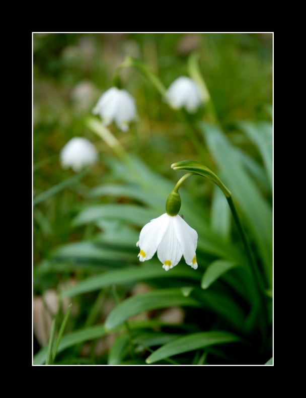 photo "***" tags: nature, flowers