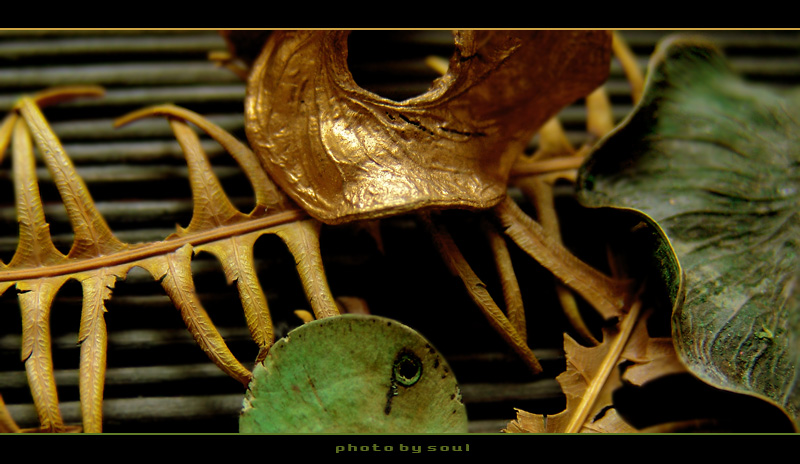 photo "....." tags: macro and close-up, 