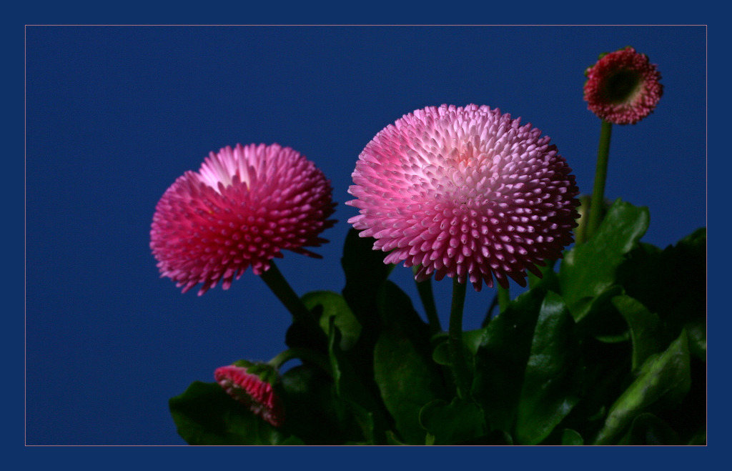 фото "Bellis perennis" метки: макро и крупный план, природа, цветы