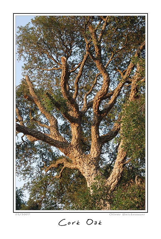 фото "Cork Oak" метки: пейзаж, путешествия, Европа, лес