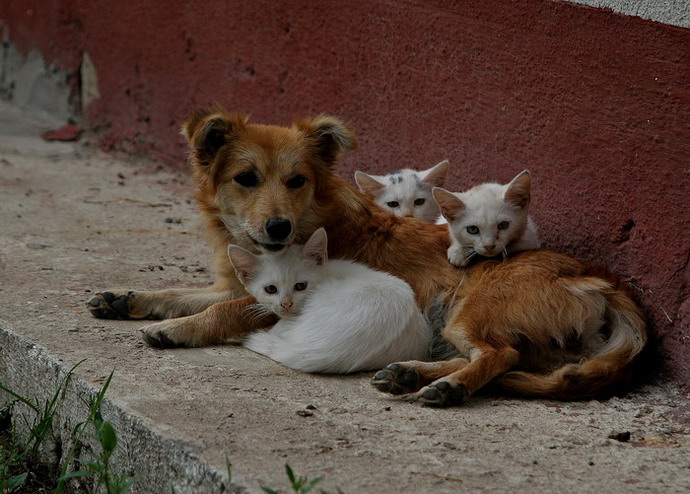 photo "***" tags: nature, pets/farm animals