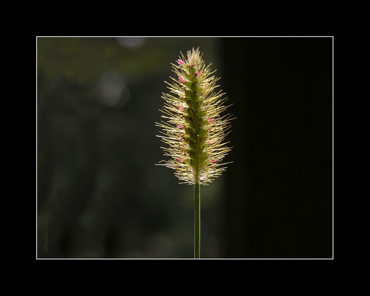 фото "In the morning" метки: природа, 