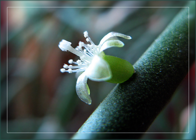 photo "Rhipsalis" tags: nature, macro and close-up, flowers