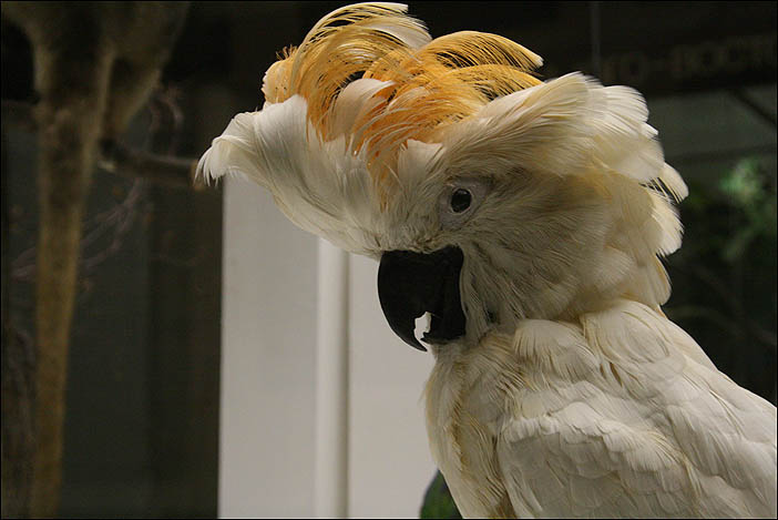 photo "Cockatoo" tags: nature, pets/farm animals, wild animals