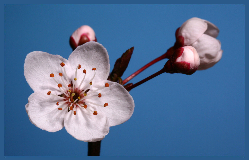 photo "plum" tags: macro and close-up, 