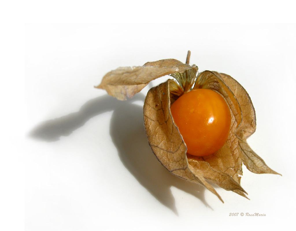 photo "shade" tags: macro and close-up, 