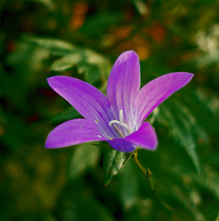 photo "***" tags: nature, macro and close-up, flowers