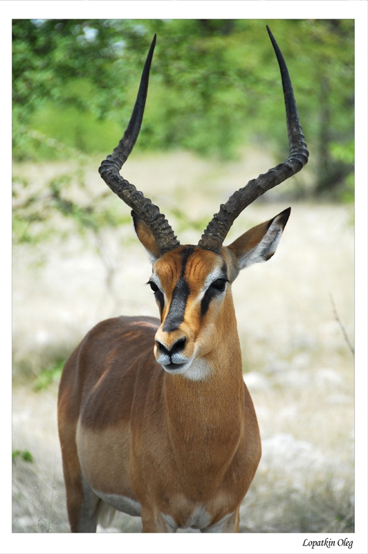 photo "Black faced Impala" tags: nature, travel, Africa, wild animals