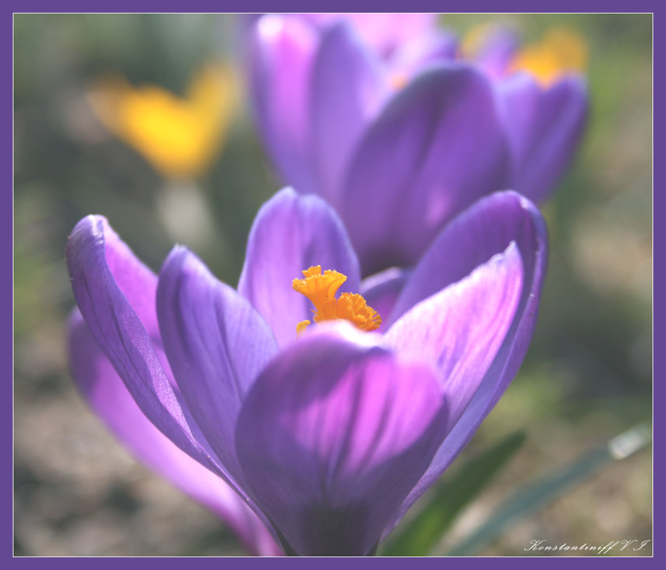 photo "***" tags: nature, flowers