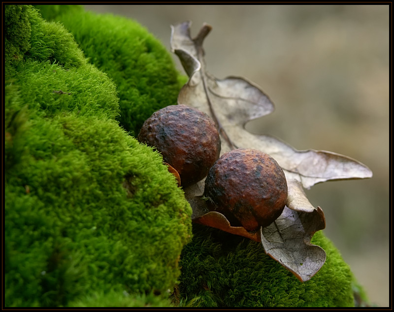 photo "oO" tags: nature, macro and close-up, 