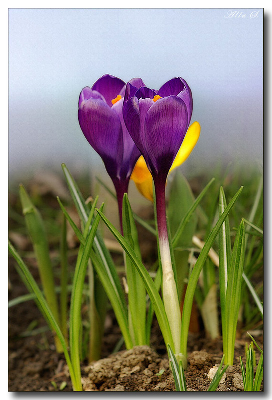 photo "***" tags: nature, macro and close-up, flowers