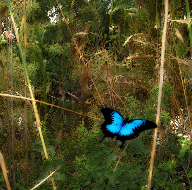 photo "Squadron's  flagman" tags: nature, insect