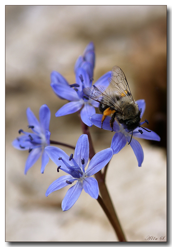 photo "***" tags: nature, flowers, insect