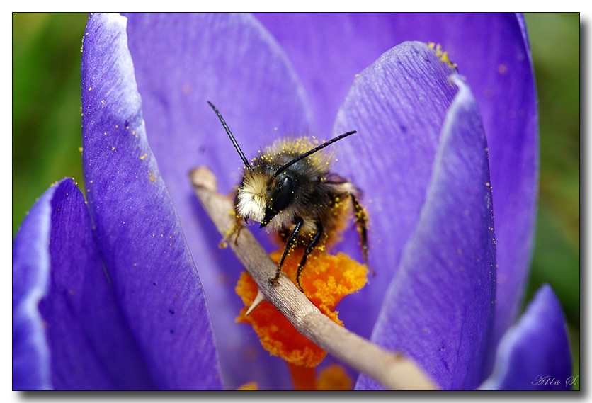 photo "***" tags: nature, macro and close-up, insect