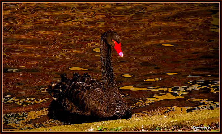 photo "dark brown duck" tags: , 