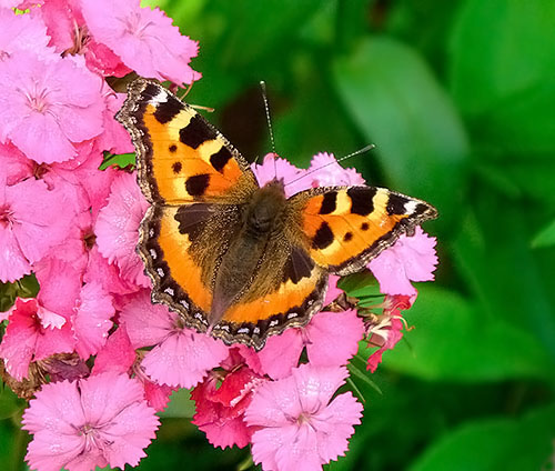 photo "Colours of the summer" tags: nature, insect