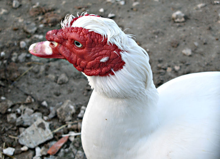 photo "White and red" tags: nature, pets/farm animals