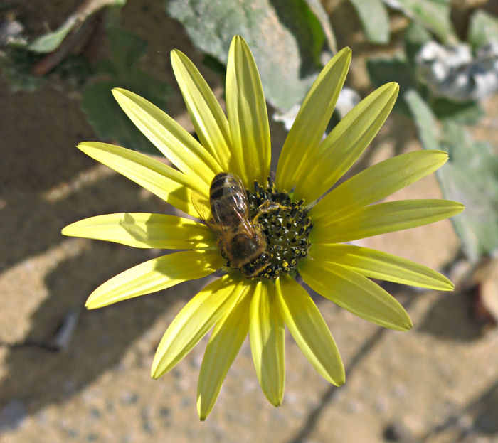 photo "Working" tags: nature, flowers