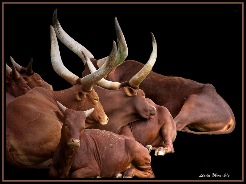 photo "The group" tags: nature, pets/farm animals