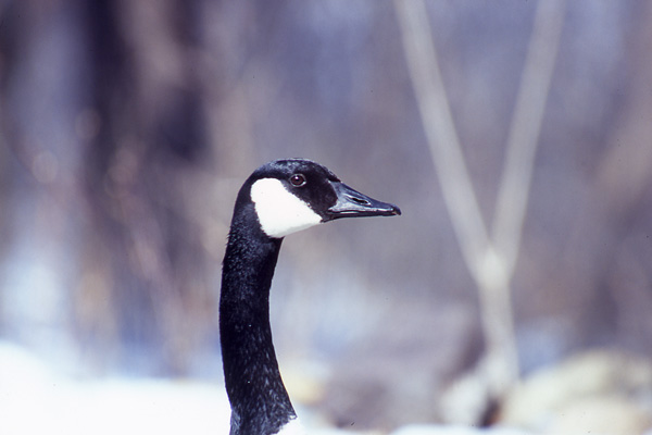 photo "Canadian Goose" tags: nature, wild animals