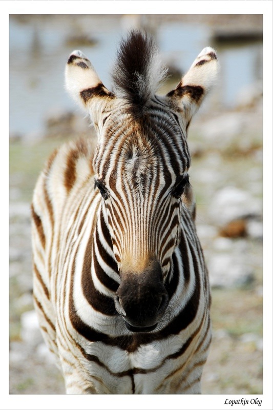 photo "Zibras baby" tags: nature, travel, Africa, wild animals