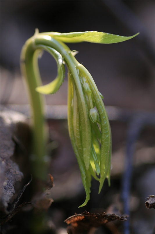 photo "***" tags: landscape, macro and close-up, spring