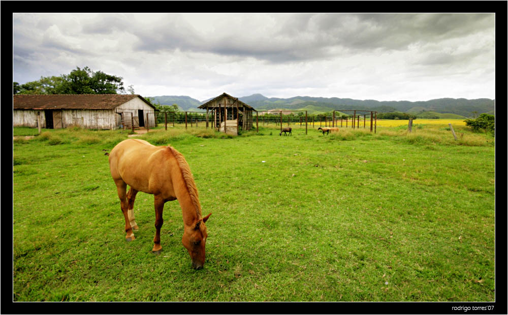 photo "serenity" tags: travel, nature, South America, pets/farm animals