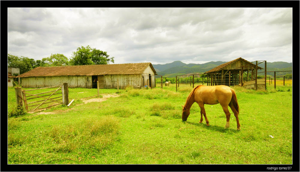 photo "coming out of the sun" tags: nature, travel, South America, pets/farm animals