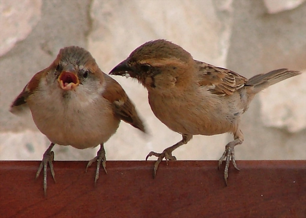 фото "Sparows" метки: натюрморт, природа, домашние животные