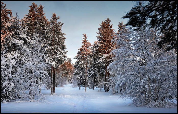 фото "Тайга" метки: пейзаж, зима