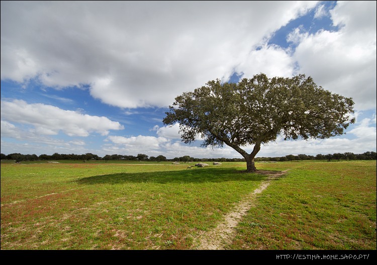 photo "Tree" tags: landscape, forest, spring