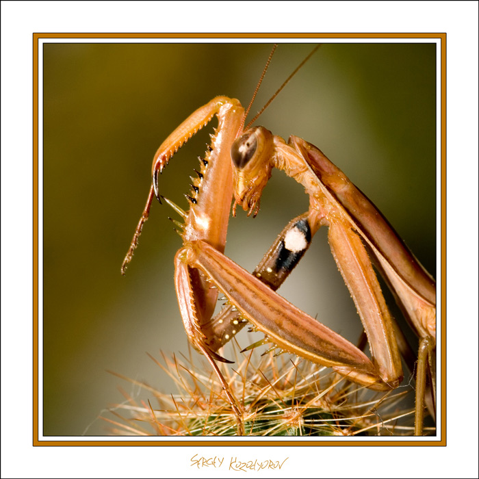 photo "***" tags: macro and close-up, nature, insect