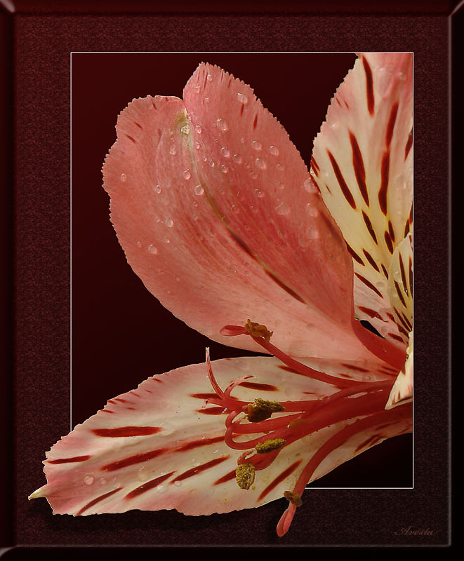 фото "Розовый" метки: макро и крупный план, природа, цветы