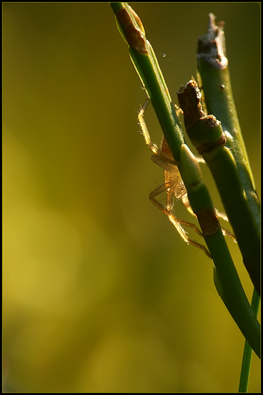 photo "***" tags: macro and close-up, nature, insect